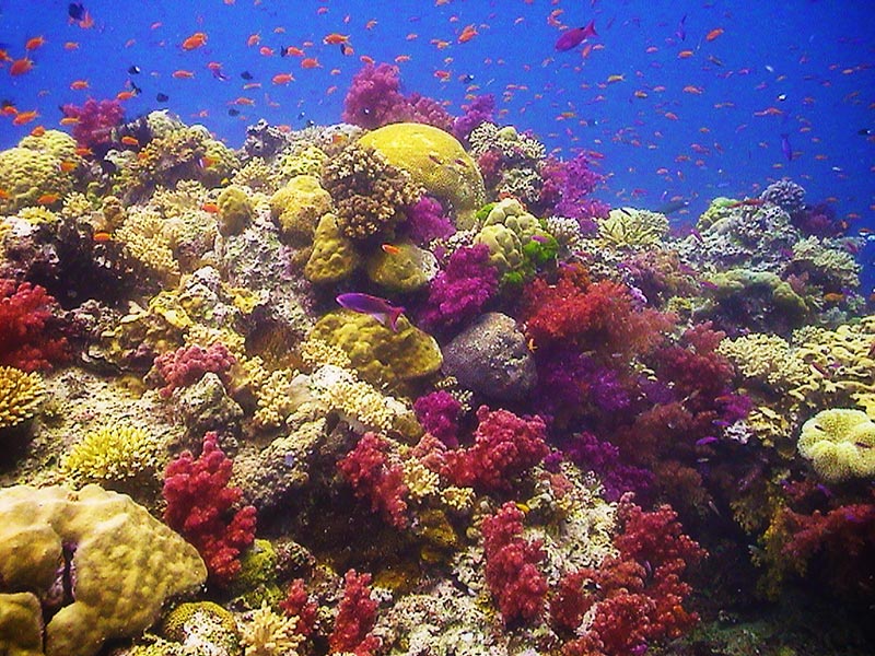 soft corals in Savusavu Fiji