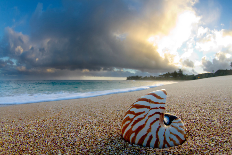 Tiger Nautilus Fiji