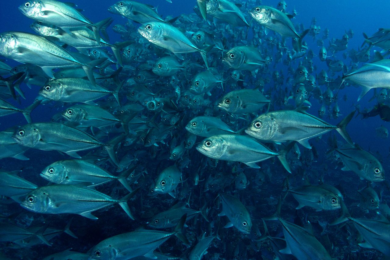 Namena Marine Reserve Savusavu