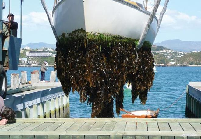 Severally fouled boat bottom in New Zealand