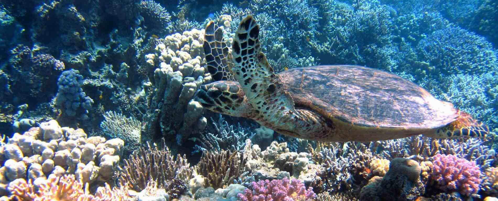 hawksbilloncoralreefwide